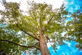 Professional Tree Services in Papillion, NE